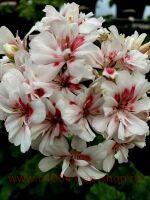   Morlens Bella mi 205