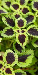   Trailing salamander 142