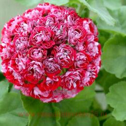 ���������� Cook`s Scarlet and White 0