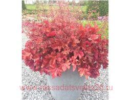  INDIAN SUMMER BOYSENBERRY 89