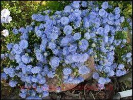   "Elizabeth Oliver",   4