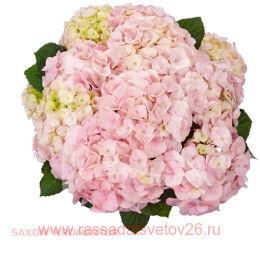   Saxon Kronentor Rosa 144