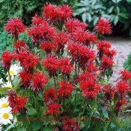    (Cambridge Scarlet) 2