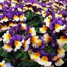  honey bicolor orange flame 4