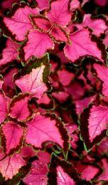   Trailing Bleeding heart 144