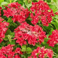 Hydrangea macrophylla	Table Red  147