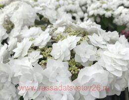 ��������� ������������� You & Me Wedding Gown (STARS � collection) 150