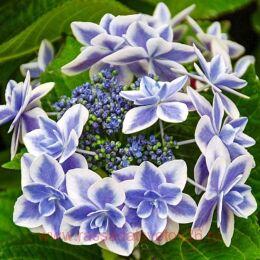   You & Me Star Gazer 149