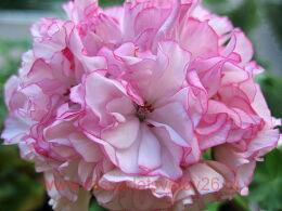 ���������� �������� Princesse Abigael 63