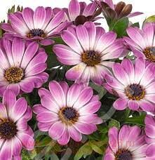   Erato Basket Rose Bicolour 14