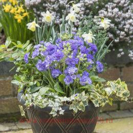  POLLYANNA Crystal Fountain 48