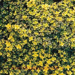 ������ ��������� ���� (Andersons Gold) 14