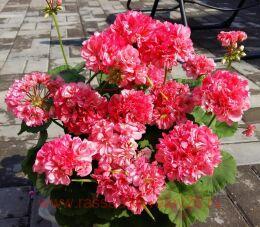 ���������� �������� 'Wendy Read'