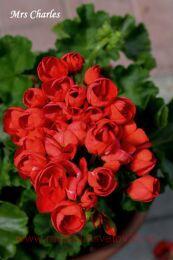 ���������� �������������� Mrs Charles 0