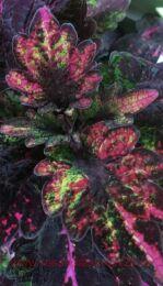  Florida Sun Rose 150