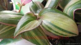   ( Thai Variegata) 1