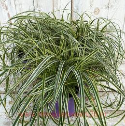   Feather Falls ( ) 66