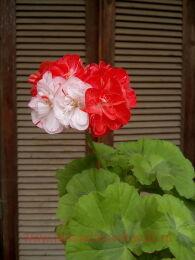 ���������� Bebe Anneis 402