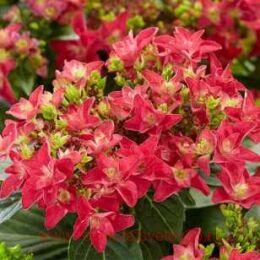   Feather Hot Pink 153