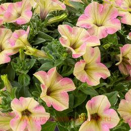  Tea TM FLAMINGO&#8471; 58