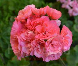 ���������� Jagershus Faley