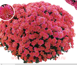 ���������� Sydiane 14