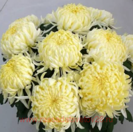 ���������� �������� (Angelys) 14