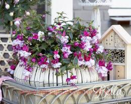  Bella Fuchsia  Julia 23