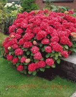   Forever &amp; Ever Red Sensation 30