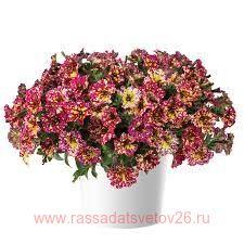  Splash Dance Calypso Cherry 160