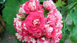 ���������� ����� ����