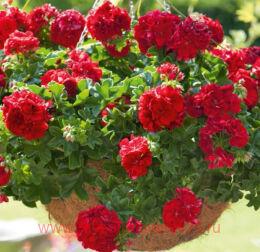  Great Balls of Fire Dark Red 69