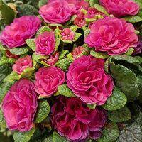  PRIMA Belarina Carmen 16