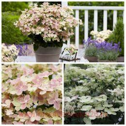 ��������� ����������� Polestar 7