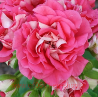   Zonartic Lara Andre 217