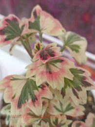 ���������� ������������� Jill Brown 2