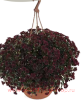   Skyfall&#174; Red Improved 19