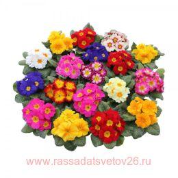 ������� (3 �����) RAMBO MID ���� 12