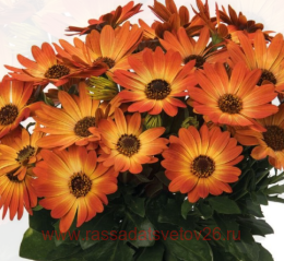  Margarita	orange flare 16