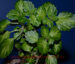 ����������� Madagascariensis Lothlorien 16