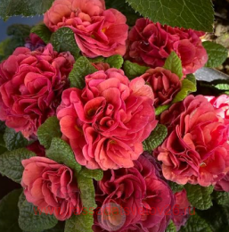 ������� PRIMA Belarina Carmen 16