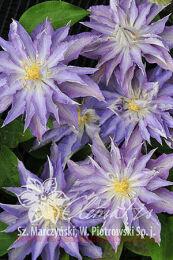 �������� '���������' ('Thyrislund') 35