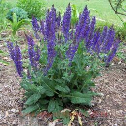  () SALLYROSA APRIL NIGHT 26