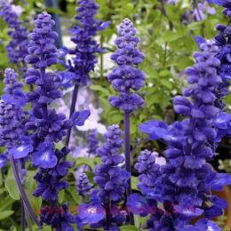  () 'Sallyfun Deep Ocean' 16