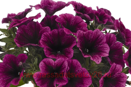  Sweetunia Purple Gem 107