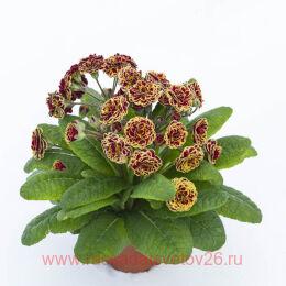  POLLYANNA Persian Weave 50