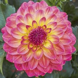 	LUBEGA POWER TROPCIAL PUNCH 12