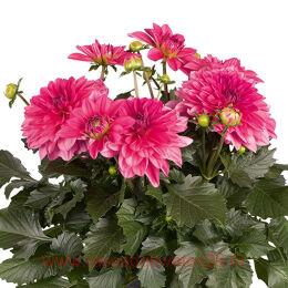 	DALAYA MAXI MENDOZA 10