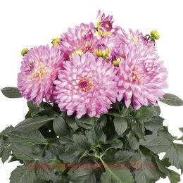 	DALAYA MAXI SALINAS 11