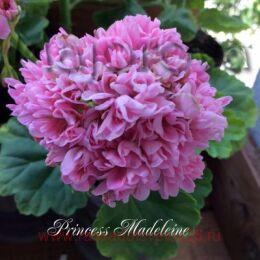 ���������� ���������� Princesse Madeleine 401